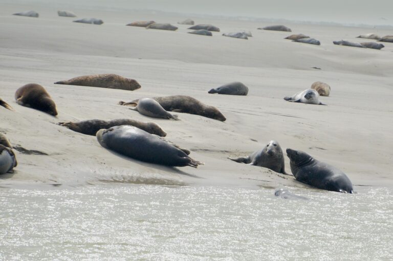 Les phoques de Berck visibles a marée basse et ensuite repas chez Mireille